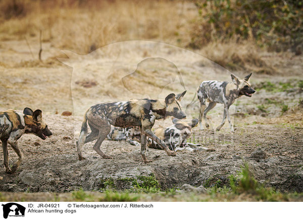 Afrikanische Wildhunde / African hunting dogs / JR-04921
