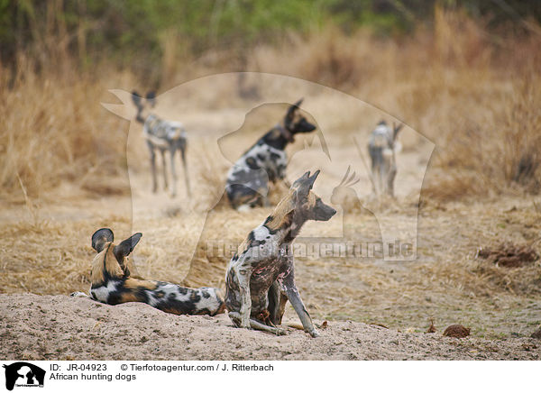 Afrikanische Wildhunde / African hunting dogs / JR-04923