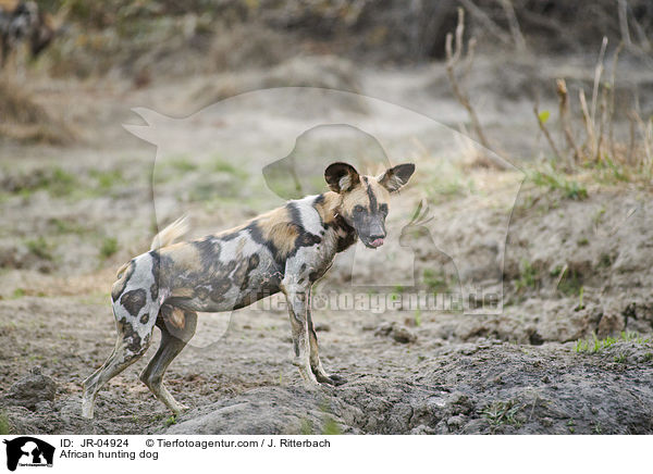Afrikanischer Wildhund / African hunting dog / JR-04924