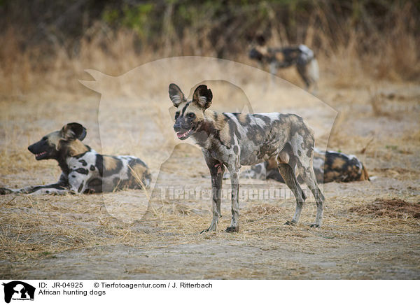 African hunting dogs / JR-04925