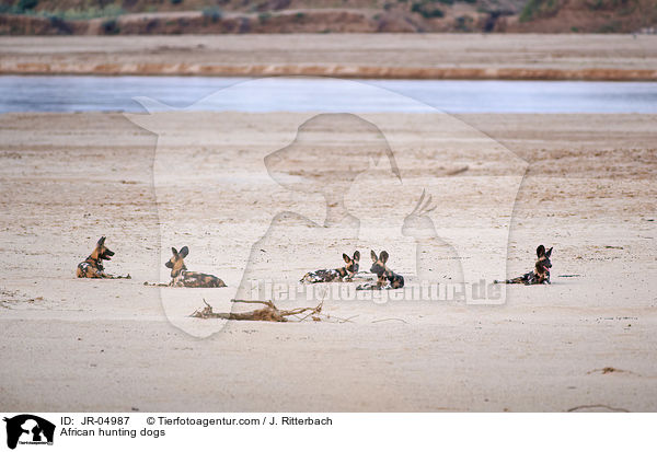 Afrikanische Wildhunde / African hunting dogs / JR-04987