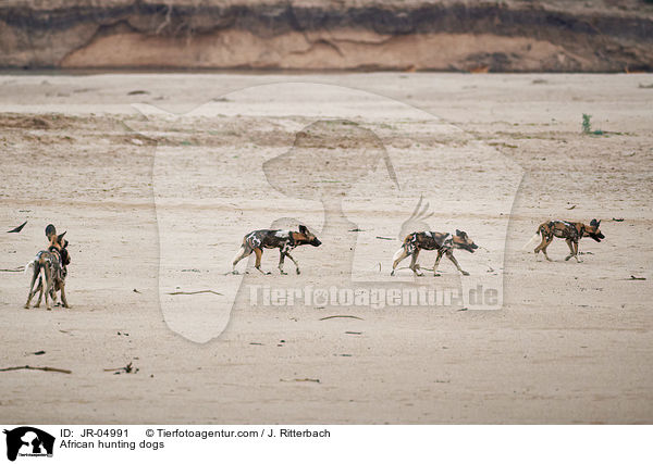 Afrikanische Wildhunde / African hunting dogs / JR-04991
