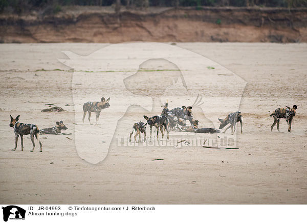 Afrikanische Wildhunde / African hunting dogs / JR-04993