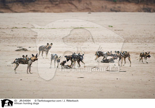 Afrikanische Wildhunde / African hunting dogs / JR-04994