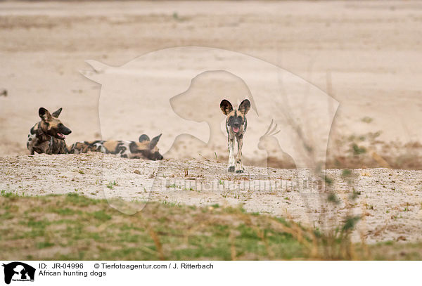 African hunting dogs / JR-04996