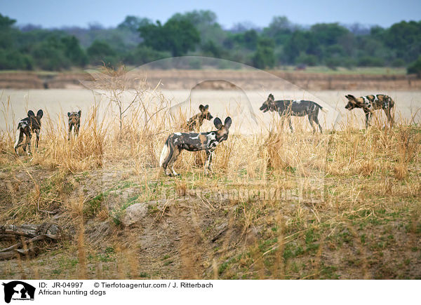 Afrikanische Wildhunde / African hunting dogs / JR-04997