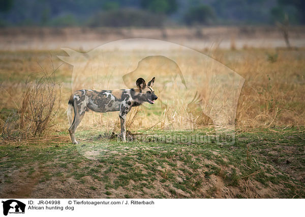 Afrikanische Wildhund / African hunting dog / JR-04998