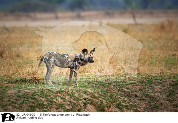 Afrikanische Wildhund / African hunting dog / JR-04999