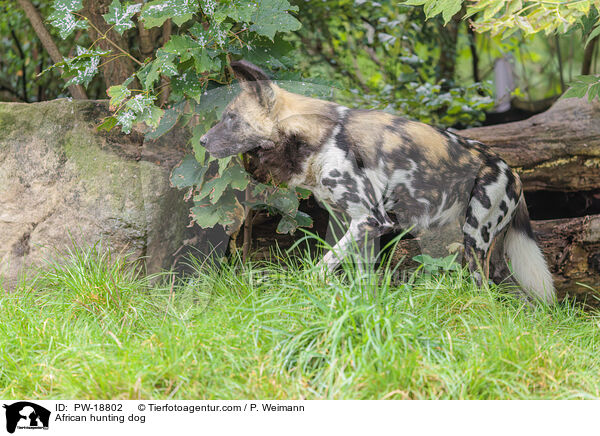 Afrikanischer Wildhund / African hunting dog / PW-18802
