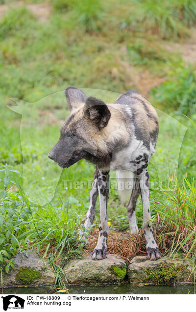 Afrikanischer Wildhund / African hunting dog / PW-18809