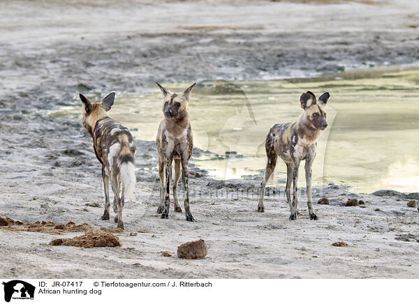 Afrikanischer Wildhund / African hunting dog / JR-07417