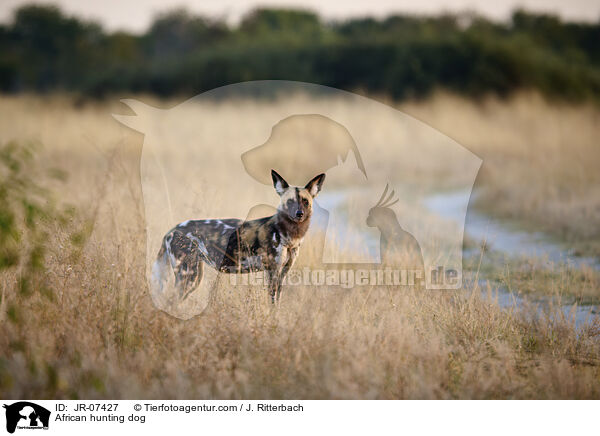 Afrikanischer Wildhund / African hunting dog / JR-07427