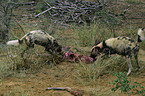 African hunting dogs