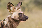 African hunting dog