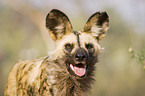 African hunting dog