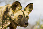 African hunting dog