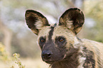 African hunting dog