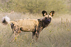 African hunting dog