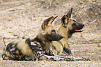 African hunting dog