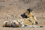 African hunting dog