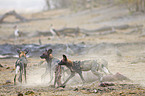 African hunting dog