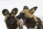 African hunting dog