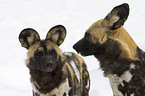 African hunting dog