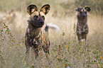 African hunting dog