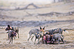 African hunting dog