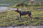 African hunting dog