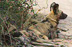 African hunting dogs