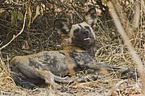 African hunting dog