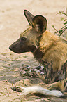 African hunting dog