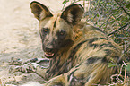 African hunting dog