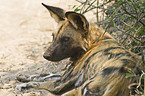 African hunting dog