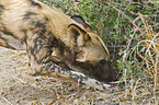 African hunting dog