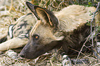 African hunting dog