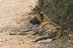 African hunting dog