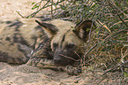 African hunting dog