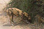 African hunting dog