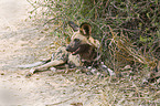 African hunting dog