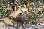 African hunting dog