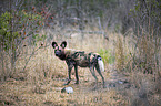 standing African Hunting Dog