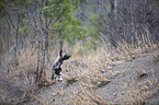 standing African Hunting Dog