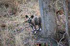 standing African Hunting Dog