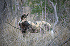 standing African Hunting Dog