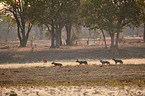 African hunting dogs