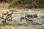 African hunting dogs