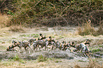 African hunting dogs