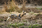 African hunting dog